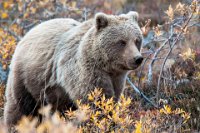 151 - YOUNG ALASKAN GRIZZLY - ANTONIONI LUCA - italy